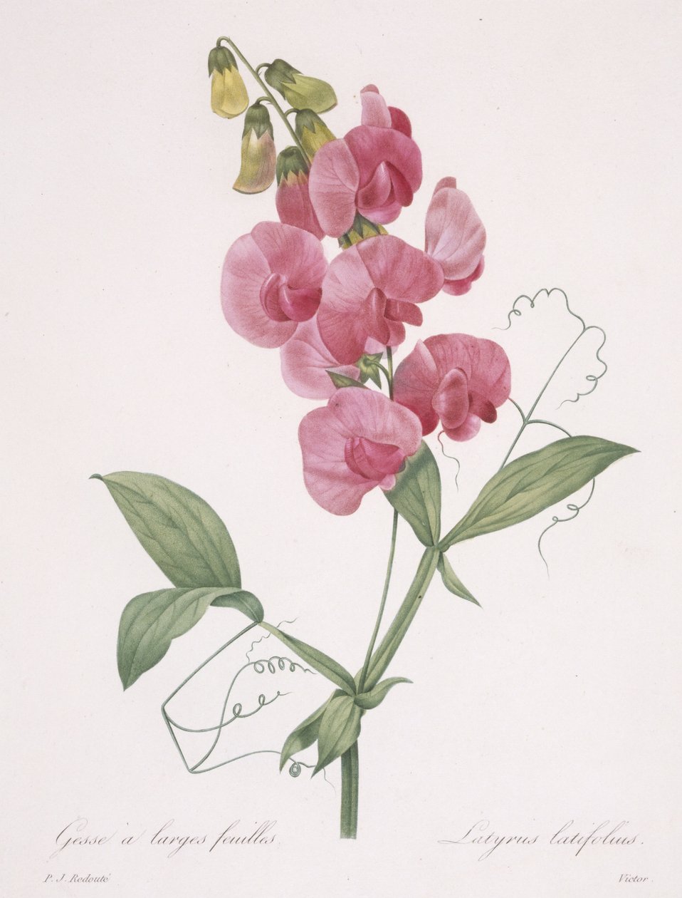 Lathyrus latifolius (Guisante perenne), 1827 de Pierre Joseph Redouté