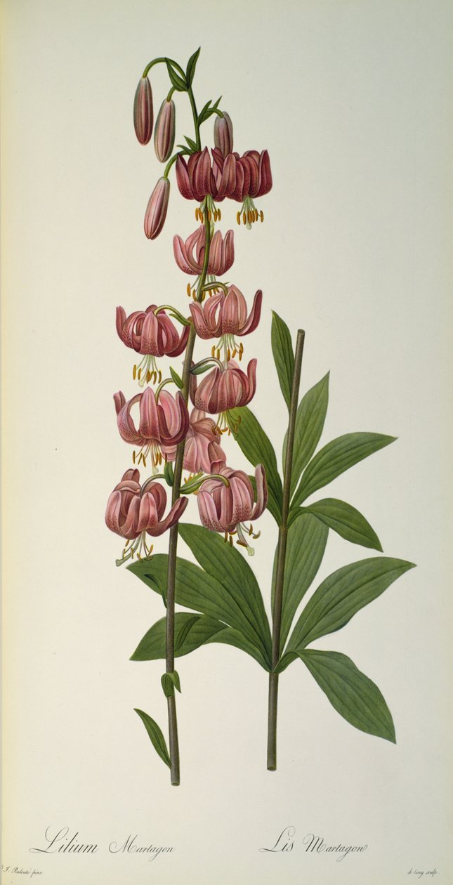 Lilium Martagon, de 
