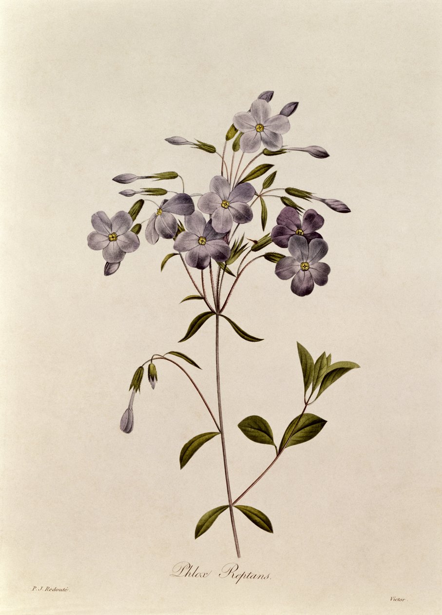 Phlox reptans de Pierre Joseph Redouté