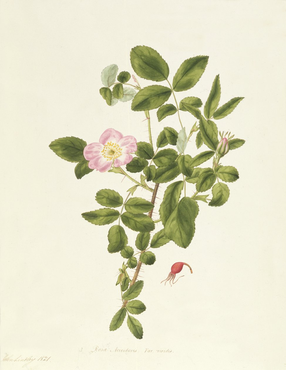 Rosa Acicularis Viridis de Pierre Joseph Redouté
