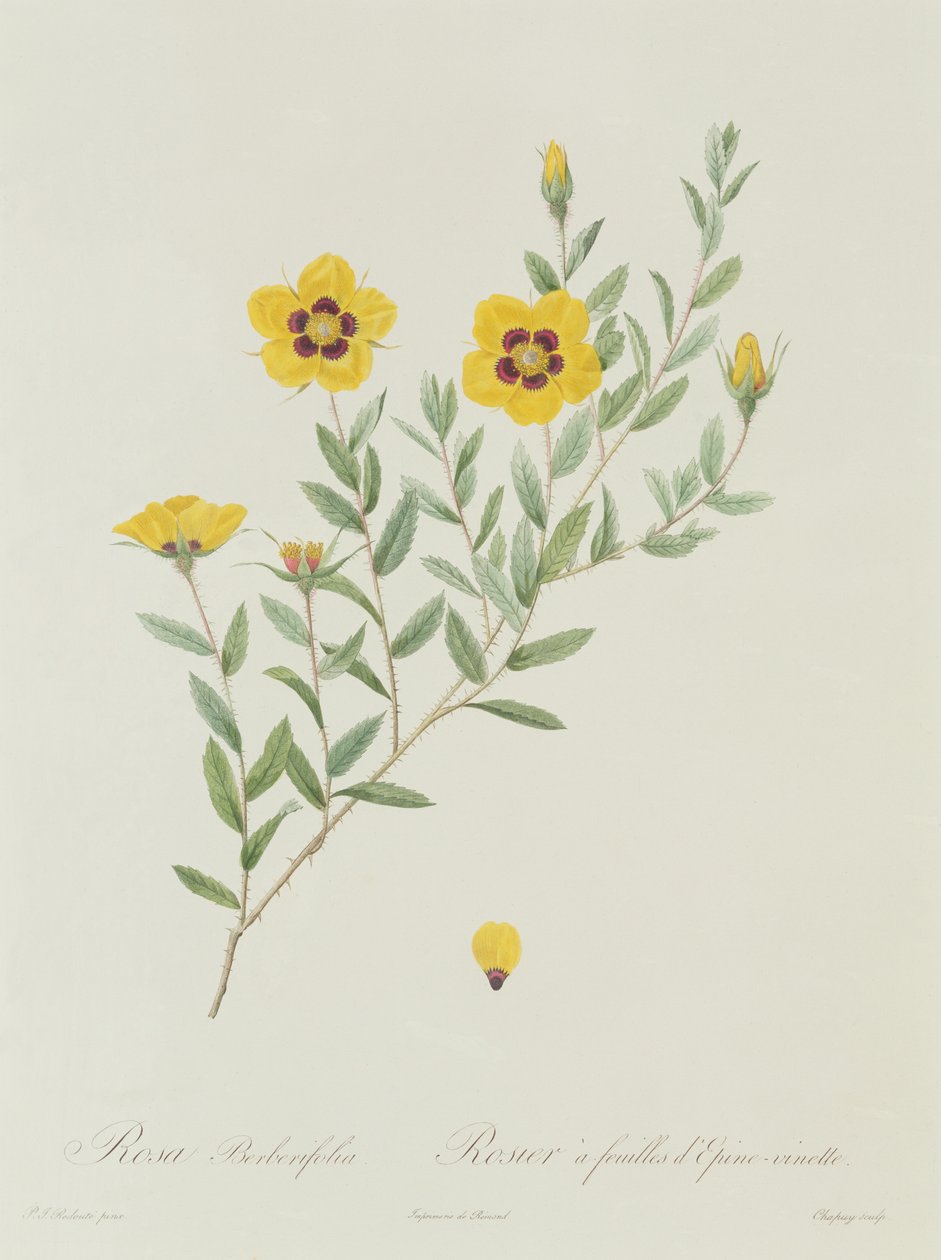 Rosa Berberifolia de Pierre Joseph Redouté