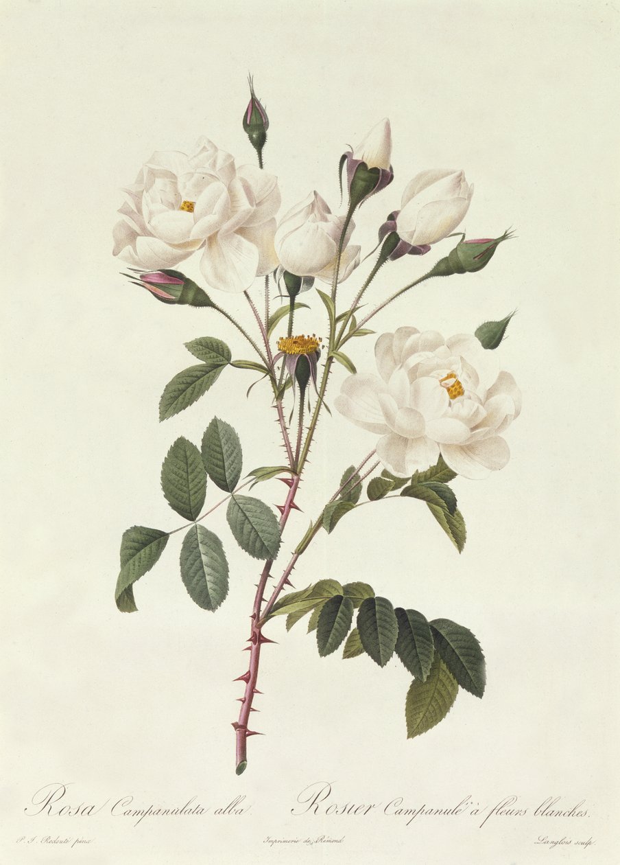 Rosa Campanulata Alba de Pierre Joseph Redouté