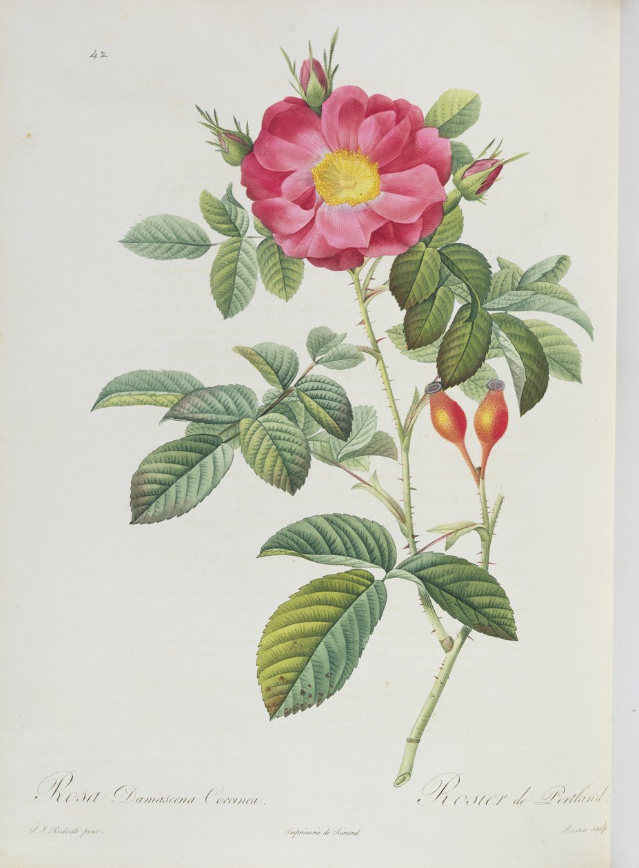 Rosa Damascena, de 
