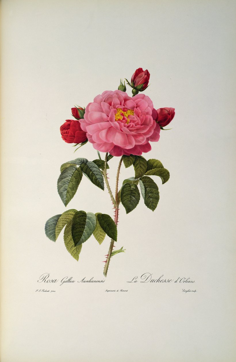 Rosa Gallica Aurelianensis o la Duquesa de Orleans de 
