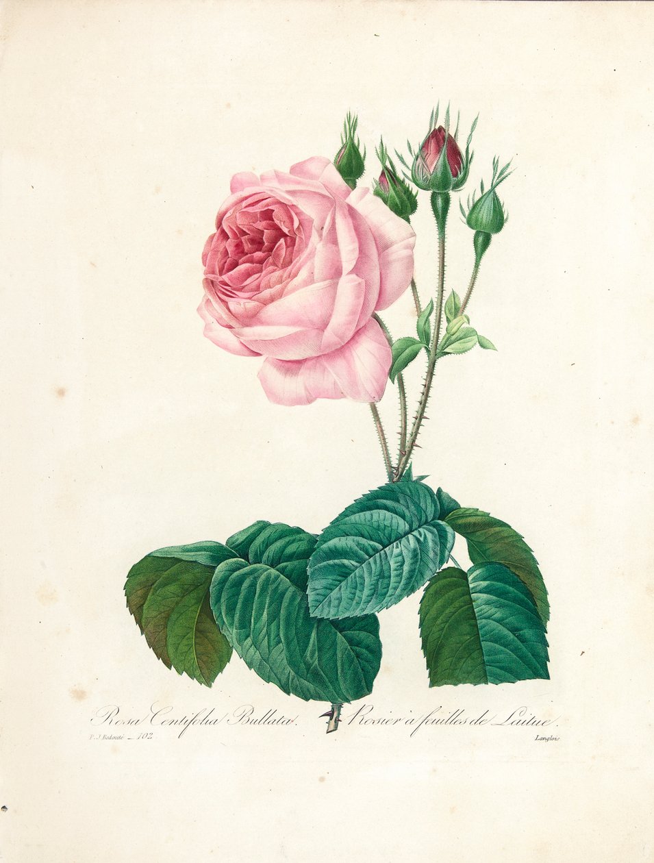 Rosa Centifolia Bullata, grabado por Langlois, de 