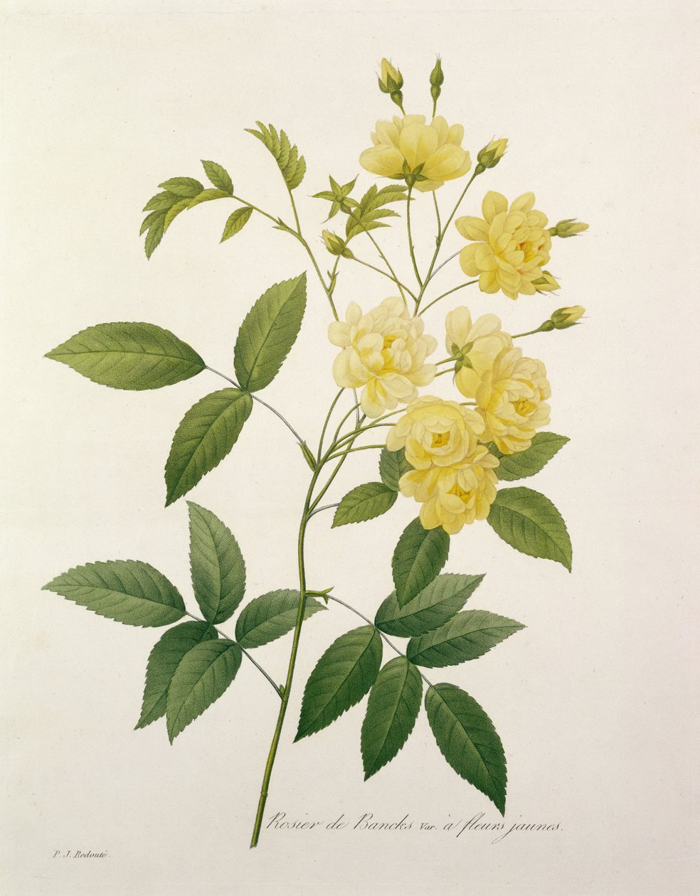 Rosa banksiae (rosa de Banks), de 