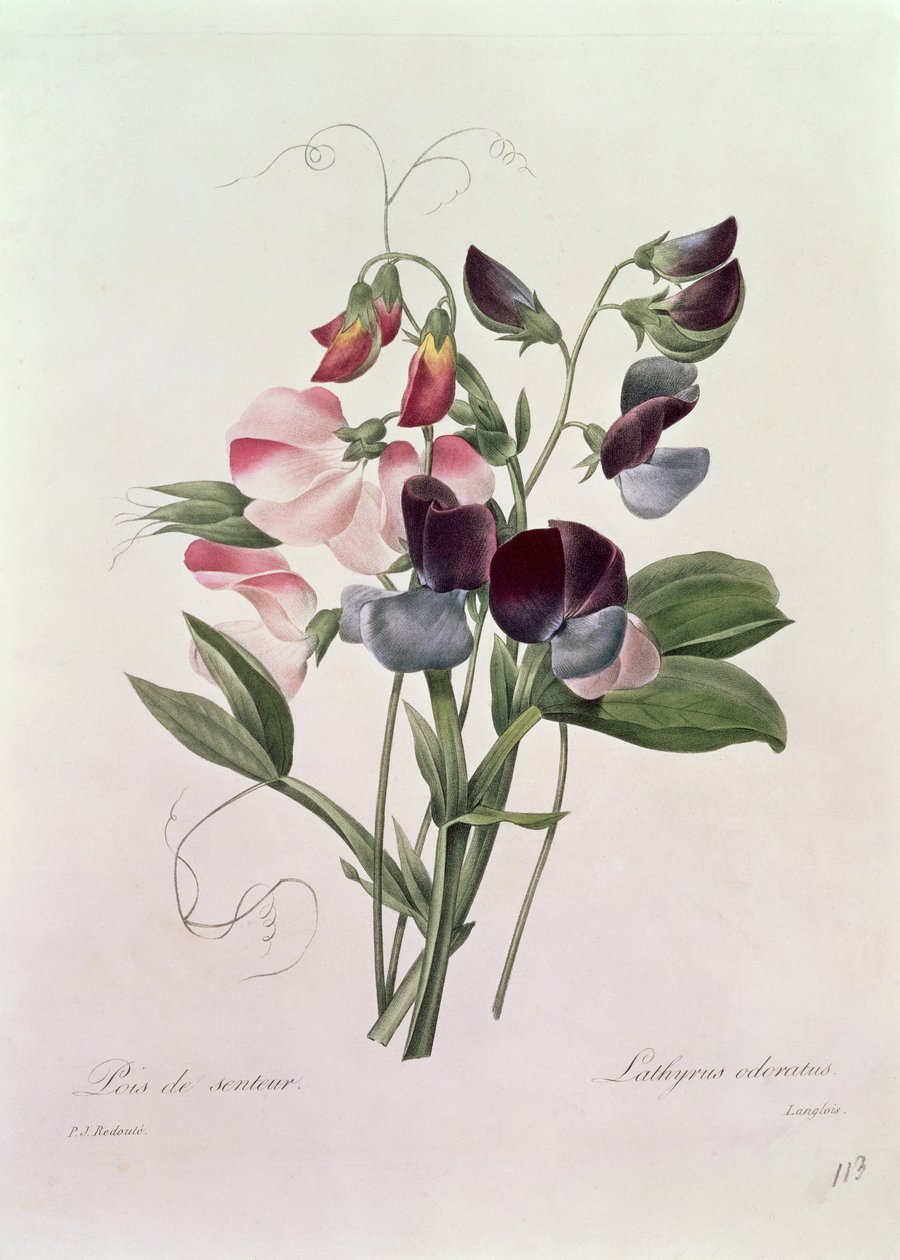 Guisantes de olor (Lathyrus odoratur) grabado por Langlois, de 