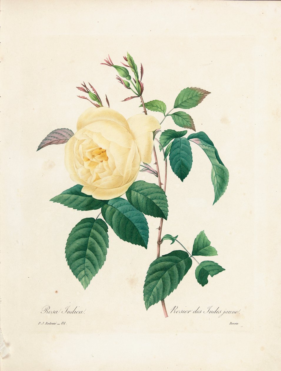 Rosa amarilla Indica, grabado por Bessin, de 