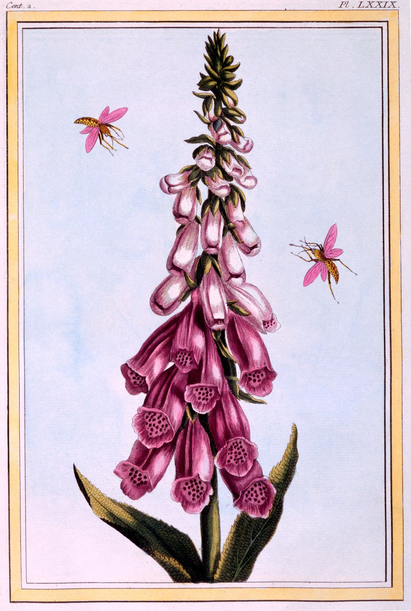 Dedalera Digitalis, ilustración de 