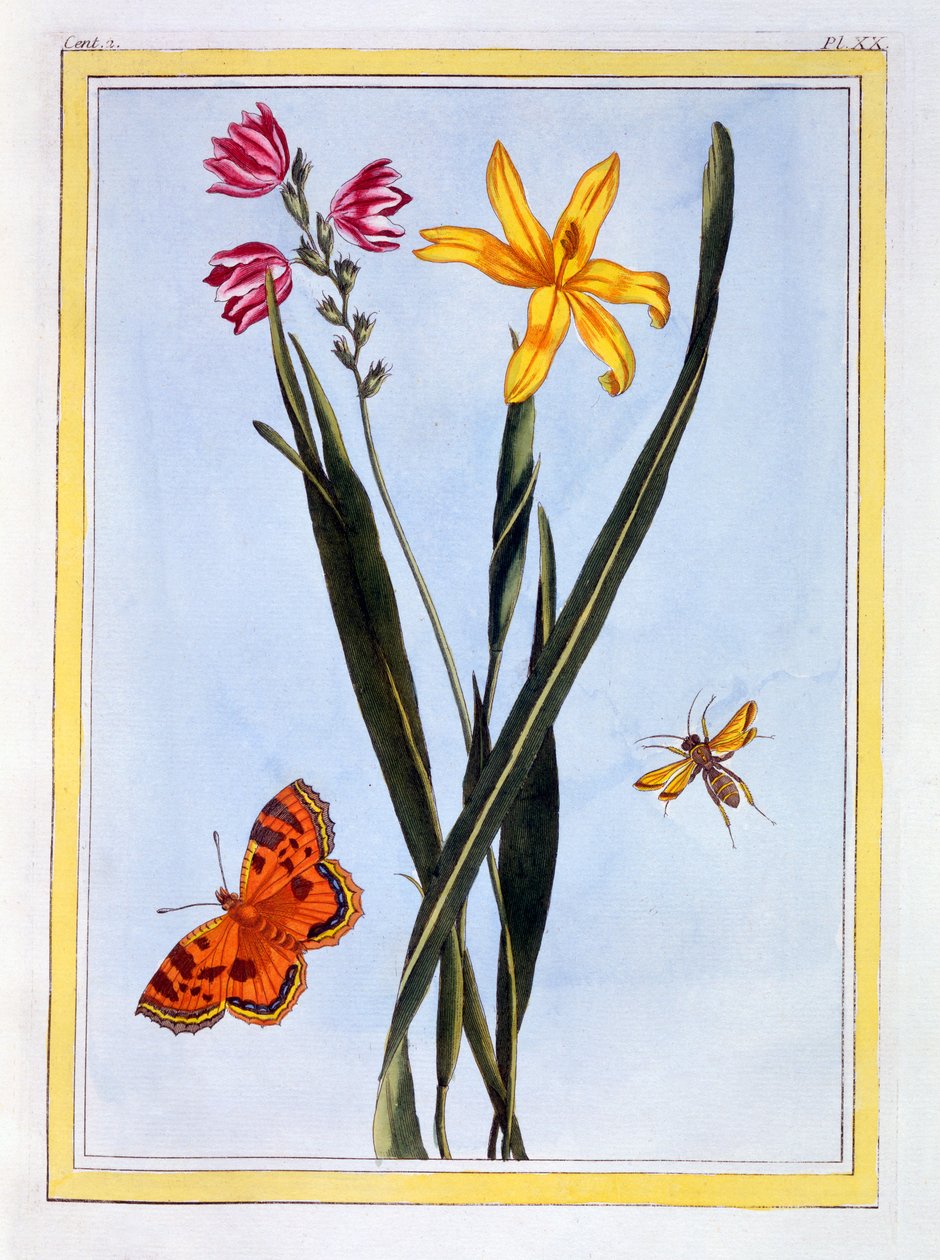 Ixia sudamericana, c.1766 (grabado coloreado a mano) de Pierre Joseph Buchoz