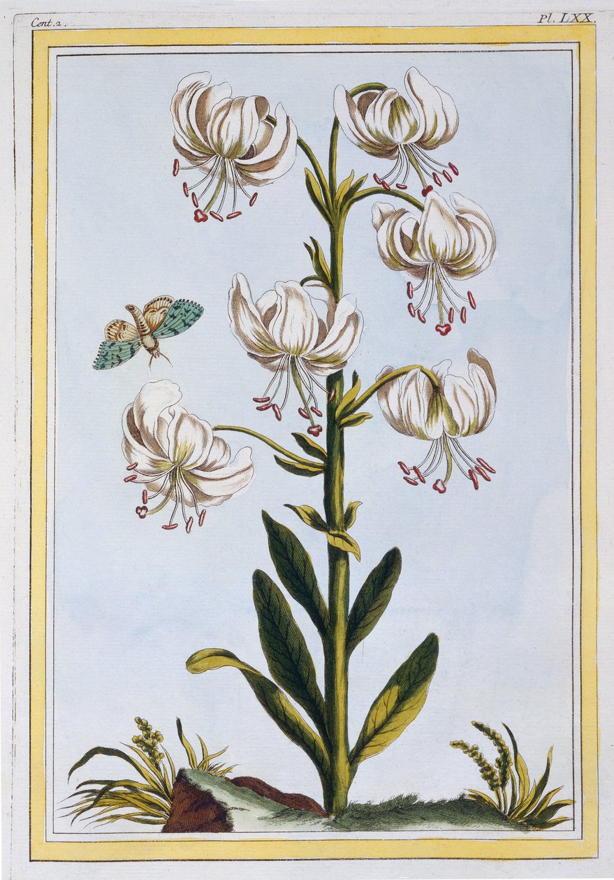 Lirio de Capa Turca prob L. Martagan, Var: Álbum, c.1776 de Pierre Joseph Buchoz