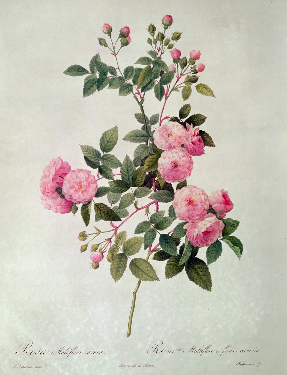 Las rosas de Thory, Rosa Multiflora Carnea de Pierre Joseph Redouté