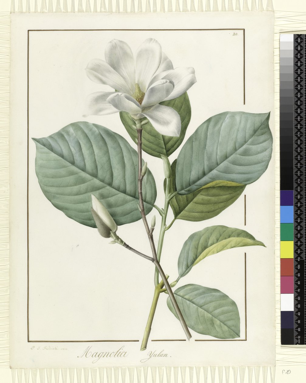 Magnolia yulan Magnolia denudata, 1812 de Pierre Joseph Redouté