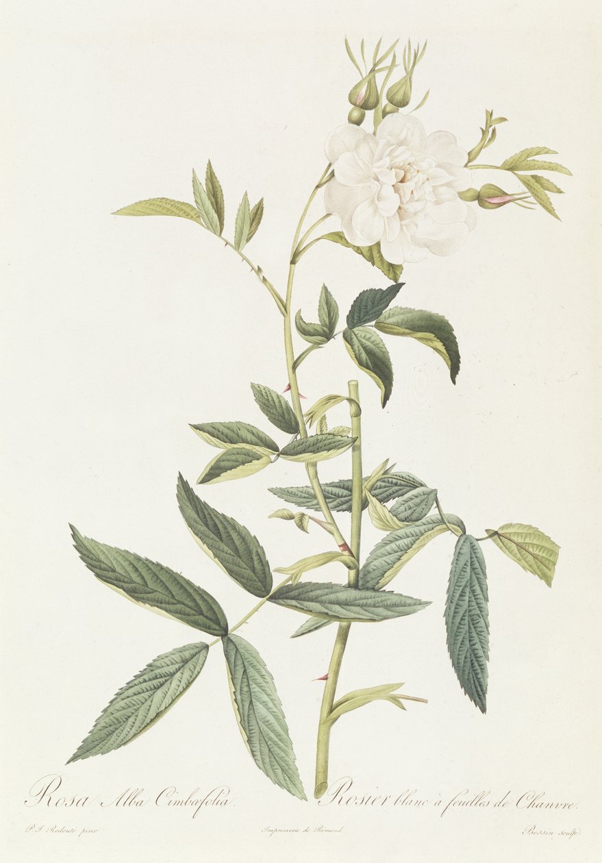 Rosa Alba Cimbaefolia de Pierre Joseph Redouté