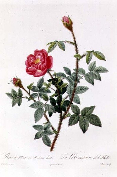 Rosa Muscosa Anemone-Flora de Pierre Joseph Redouté