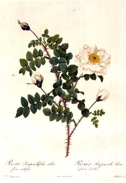 Rosa Pimpinellifolia Alba Flore Multiplei de Pierre Joseph Redouté