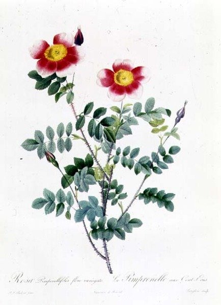 Rosa Rapa de Pierre Joseph Redouté