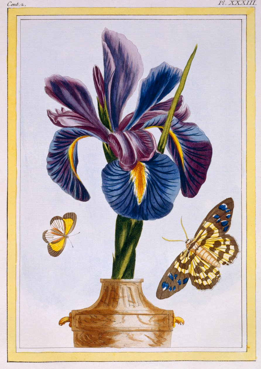 Iris común con mariposas, pub. 1776 de Pierre Joseph Buchoz