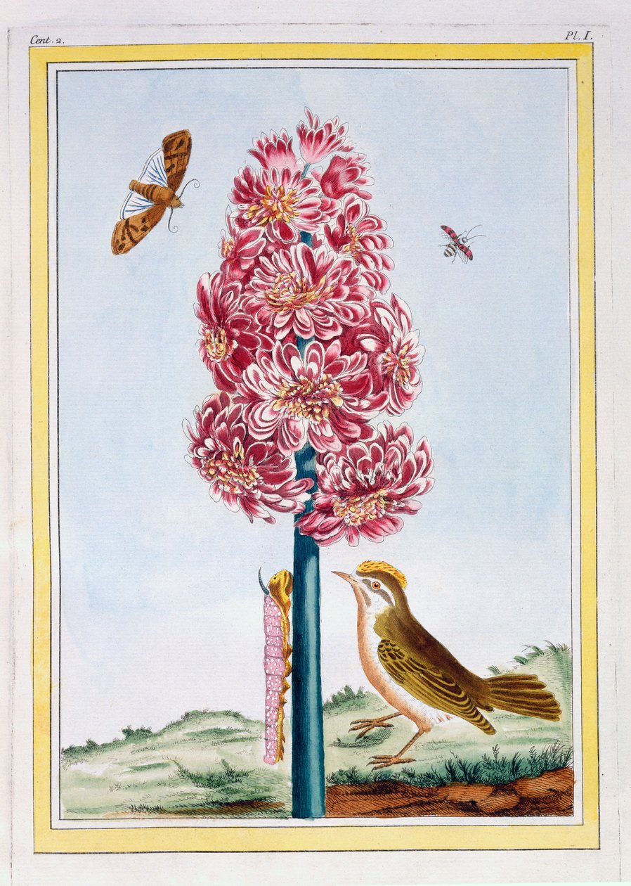 Jacinto, c.1766 (grabado coloreado a mano) de Pierre Joseph Buchoz