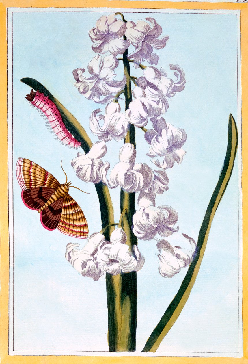 Jacinto, pub. 1776 de Pierre Joseph Buchoz