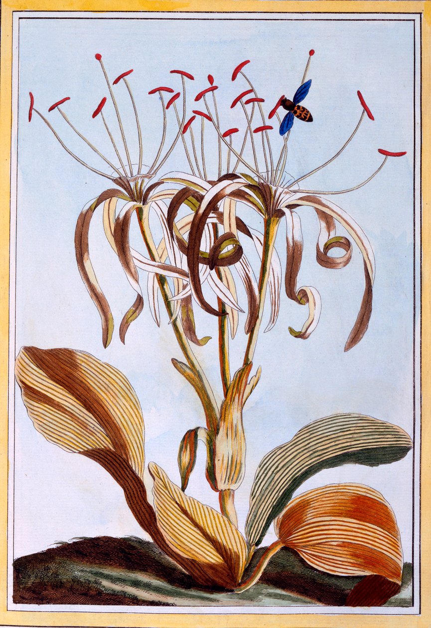 Narciso marino, pub. 1776 de Pierre Joseph Buchoz