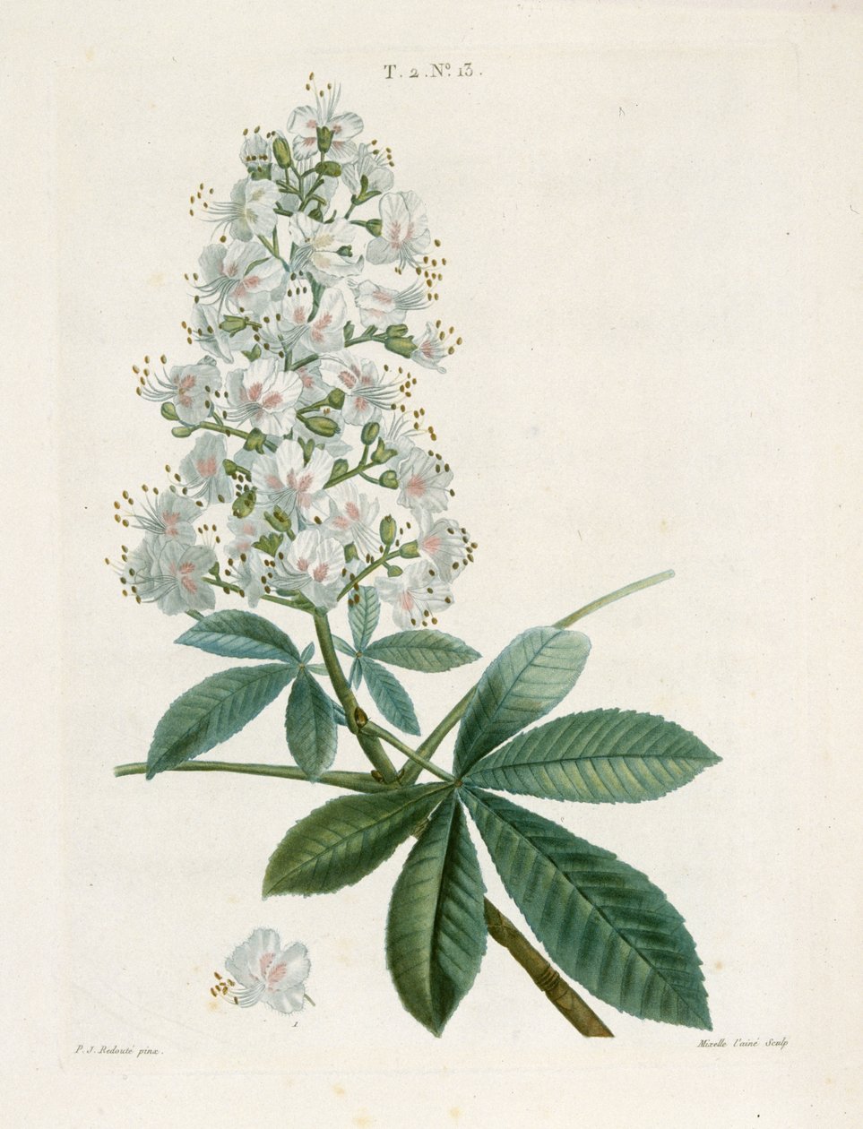 Castaño de Indias, c. 1800-1830 de Pierre Joseph Redouté