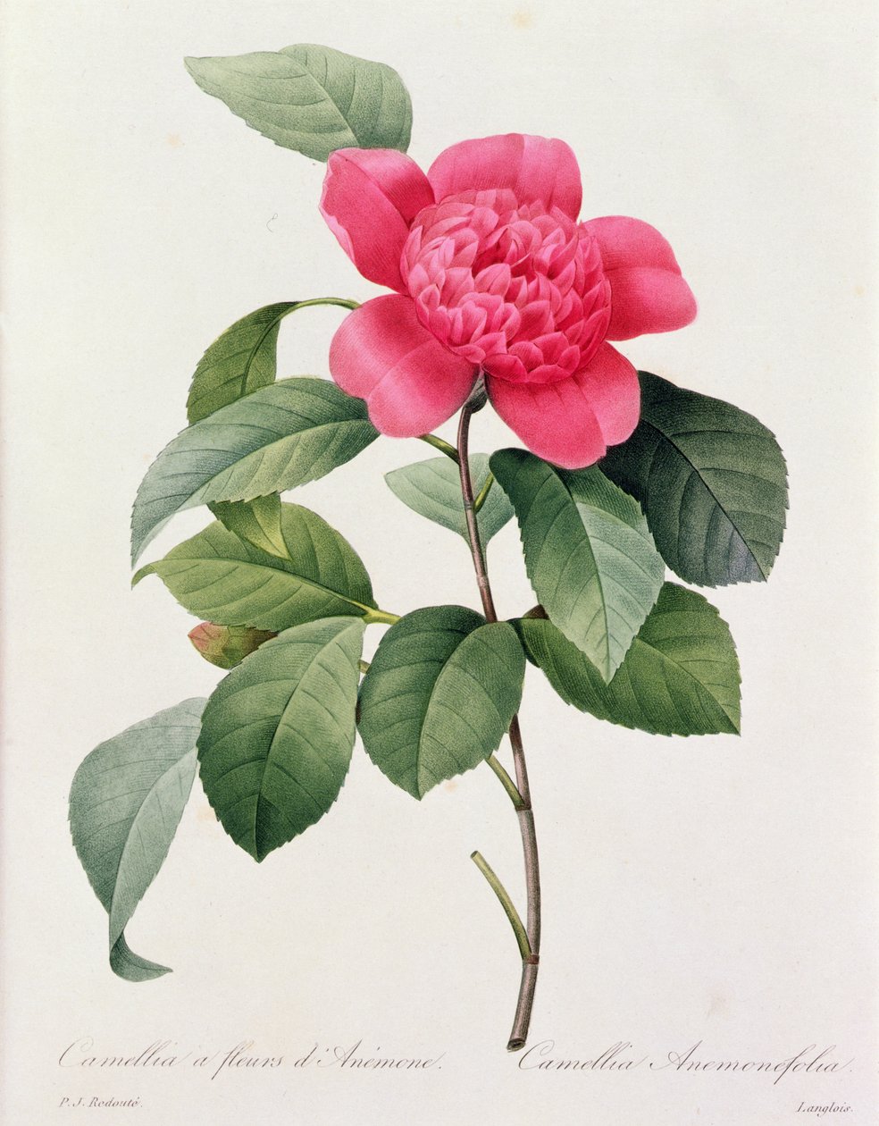 Camellia Anemonefolia (grabado en color) de Pierre Joseph Redouté