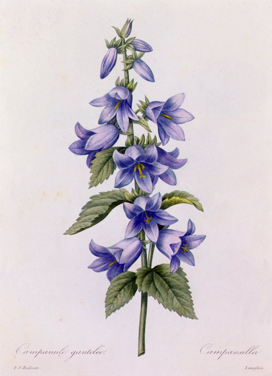 Campanula (grabado en color) de Pierre Joseph Redouté