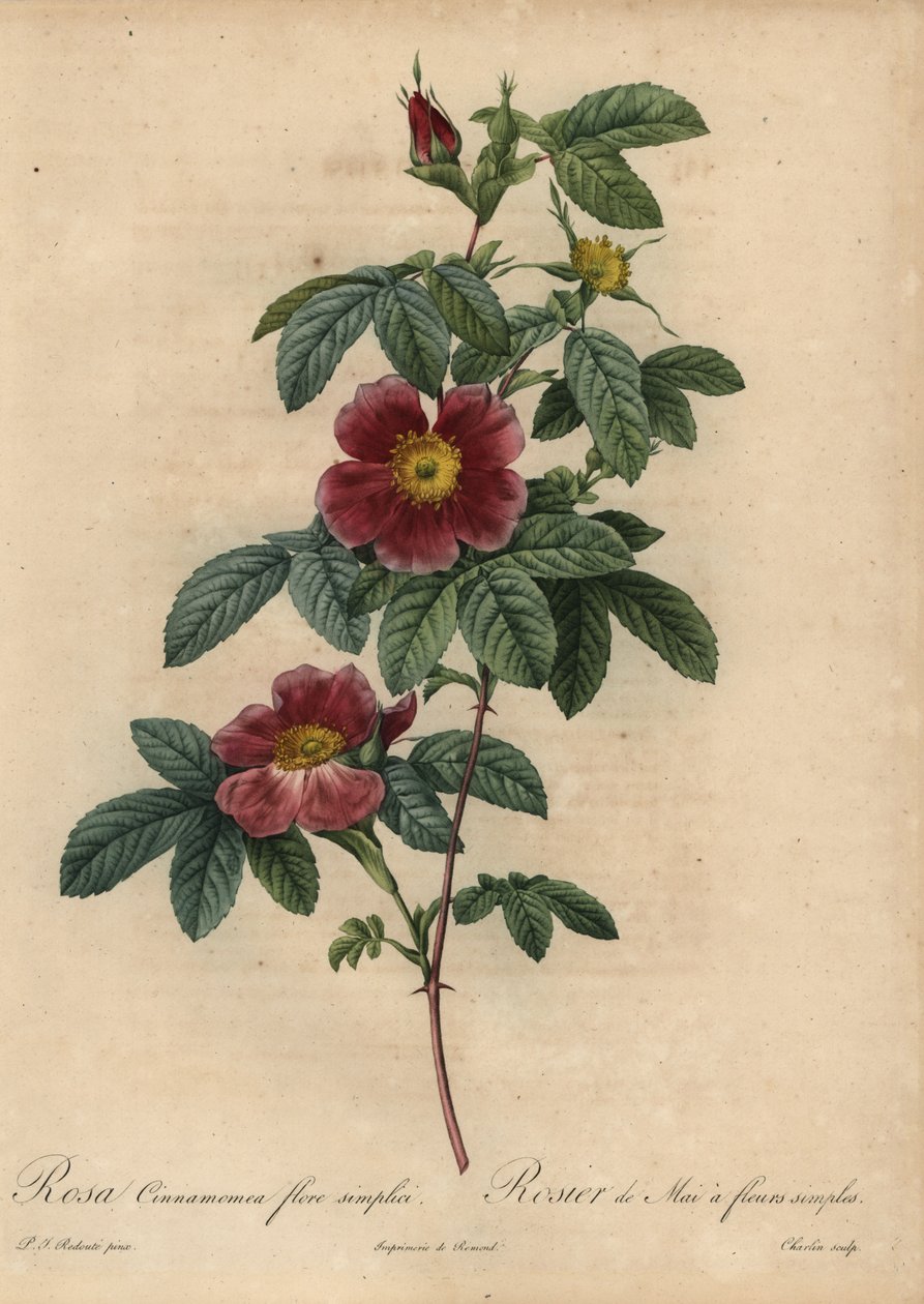 Rosa canela, Rosa majalis de Pierre Joseph Redouté