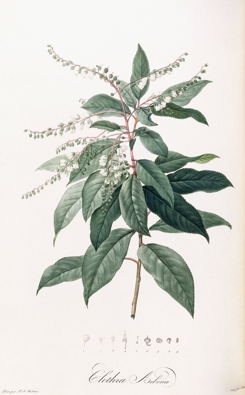 Clethra Arborea de Pierre Joseph Redouté
