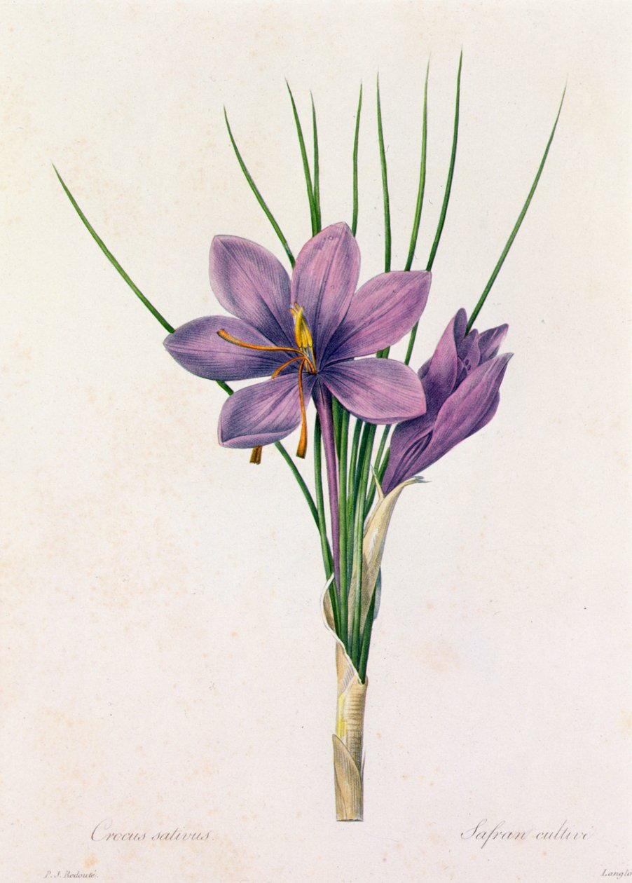 Crocus Sativus (grabado en color) de Pierre Joseph Redouté