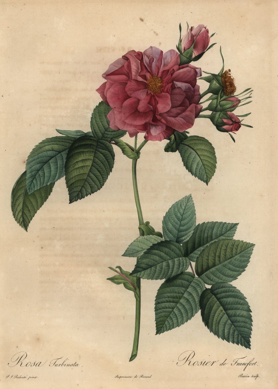 Rosa rosa empolvada, Rosa turbinata de Pierre Joseph Redouté