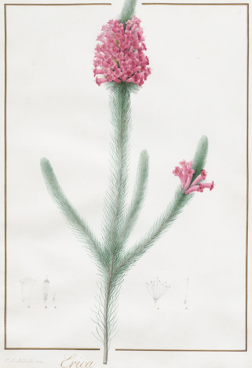 Erica Fulgida, 1813 de Pierre Joseph Redouté