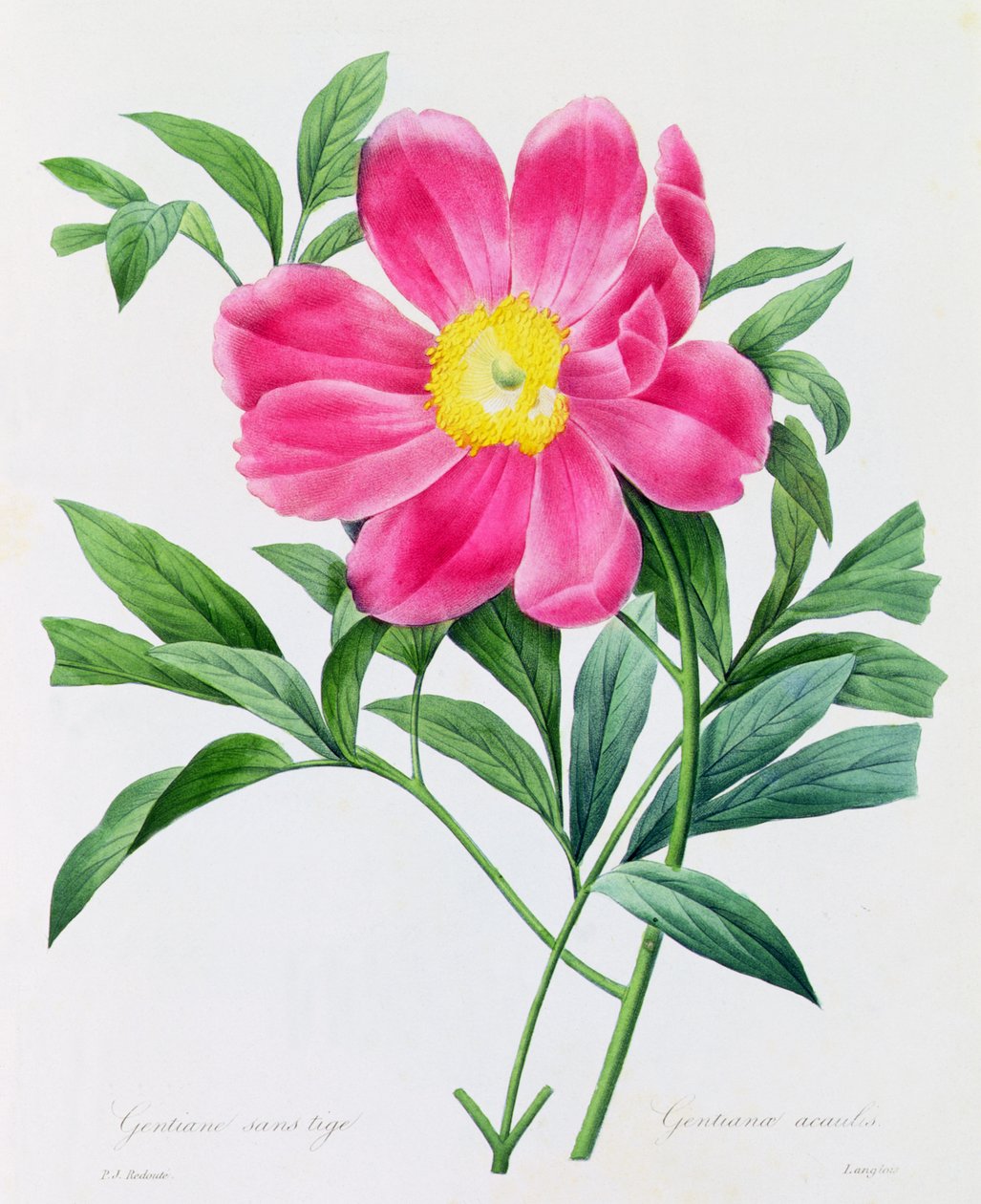 Genciana sin tallo (grabado en color) de Pierre Joseph Redouté
