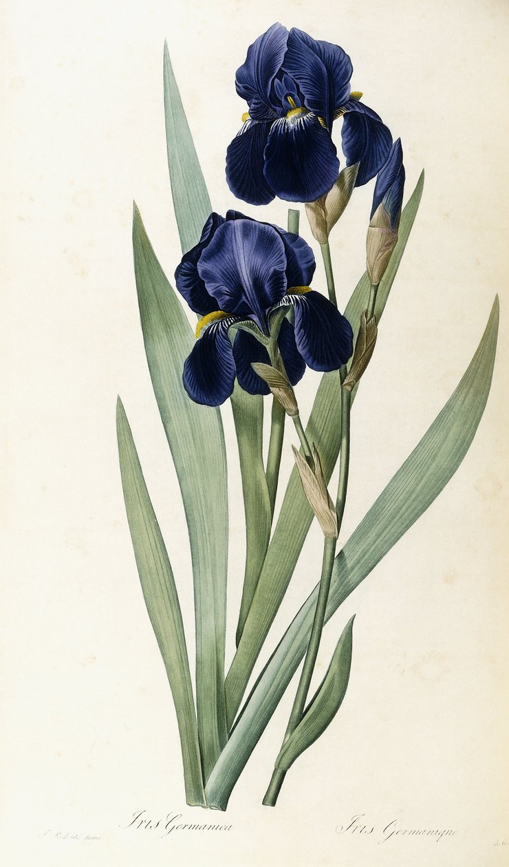 Iris Germanica de Pierre Joseph Redouté