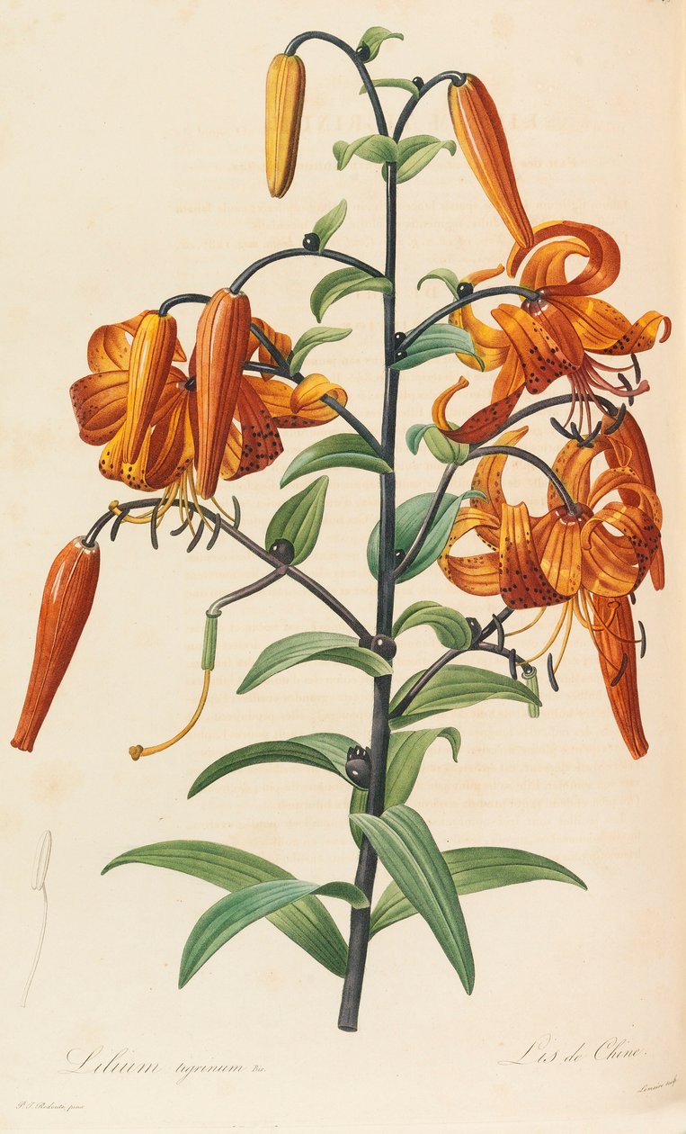 Les liliacées, 1804-1815 de Pierre Joseph Redouté