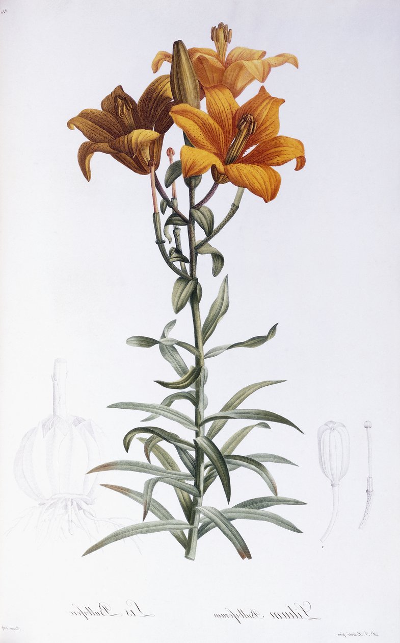 Lilium Bulbiferum de Pierre Joseph Redouté