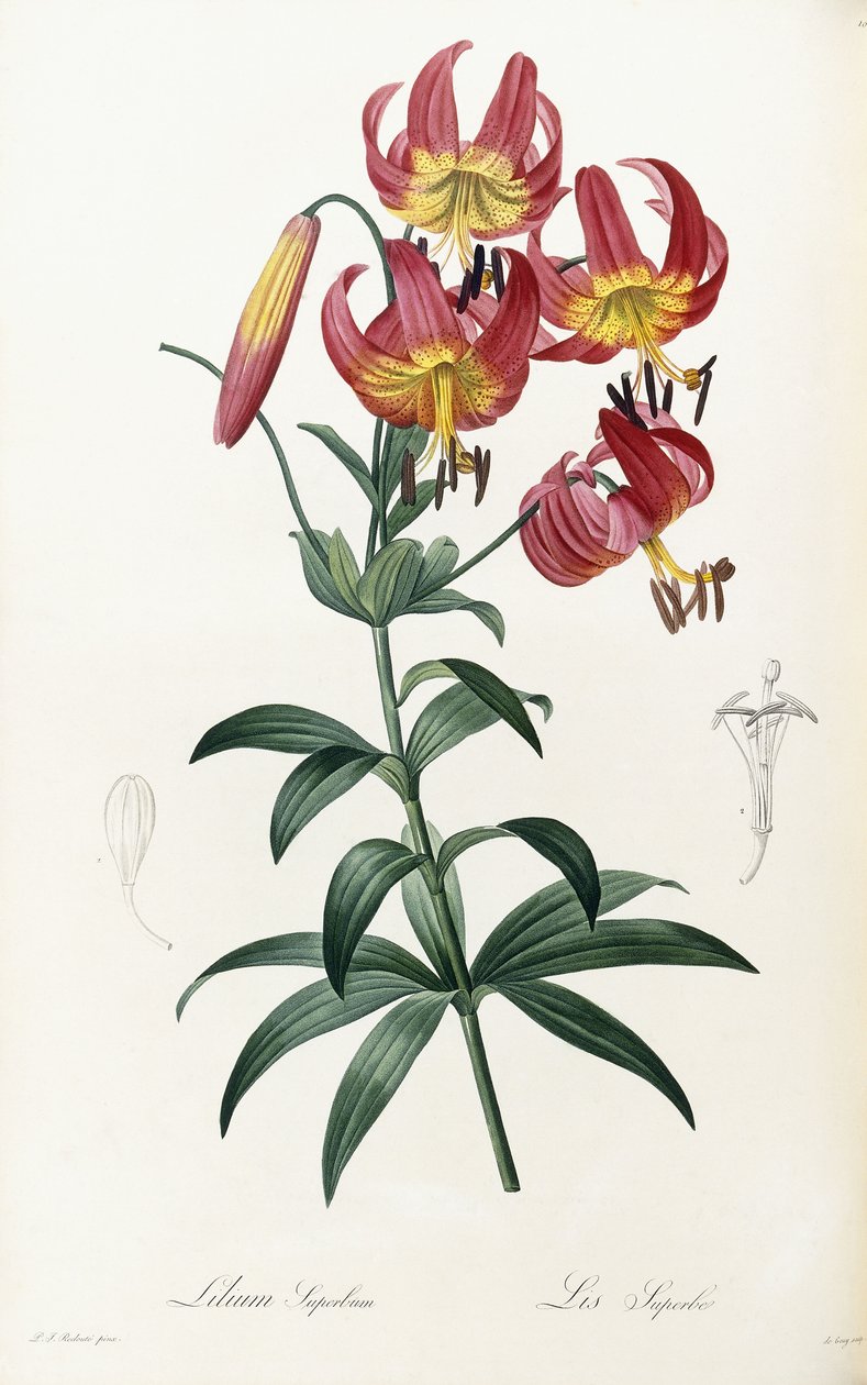 Lilium Superbum, 1805-1816 de Pierre Joseph Redouté