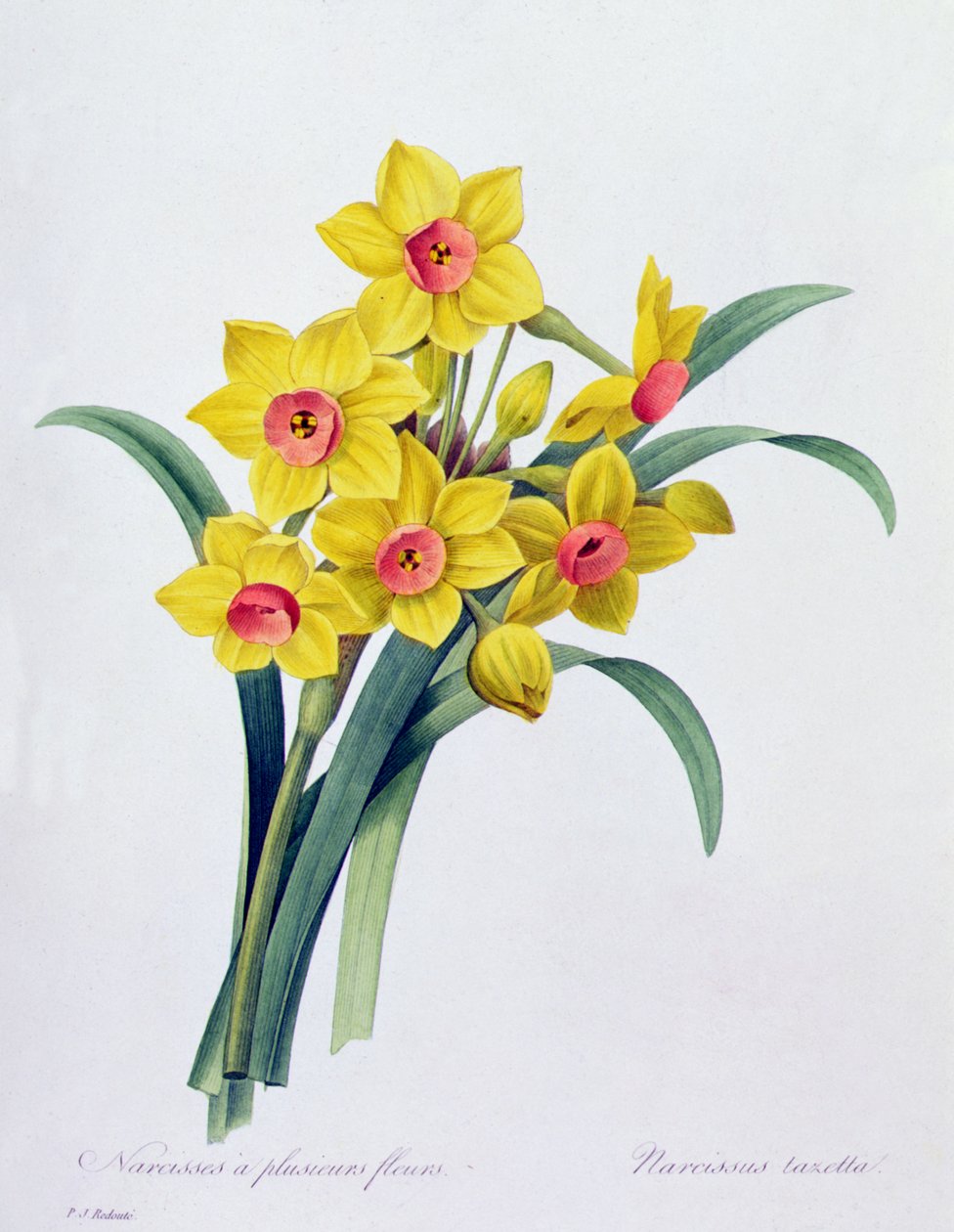 Narciso Tazetta (grabado en color) de Pierre Joseph Redouté