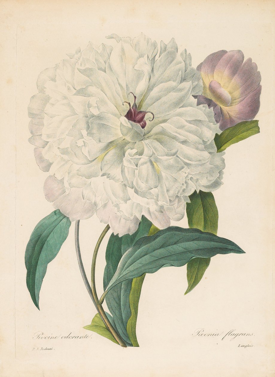 Paeonia flagrans Peonía de Pierre Joseph Redouté