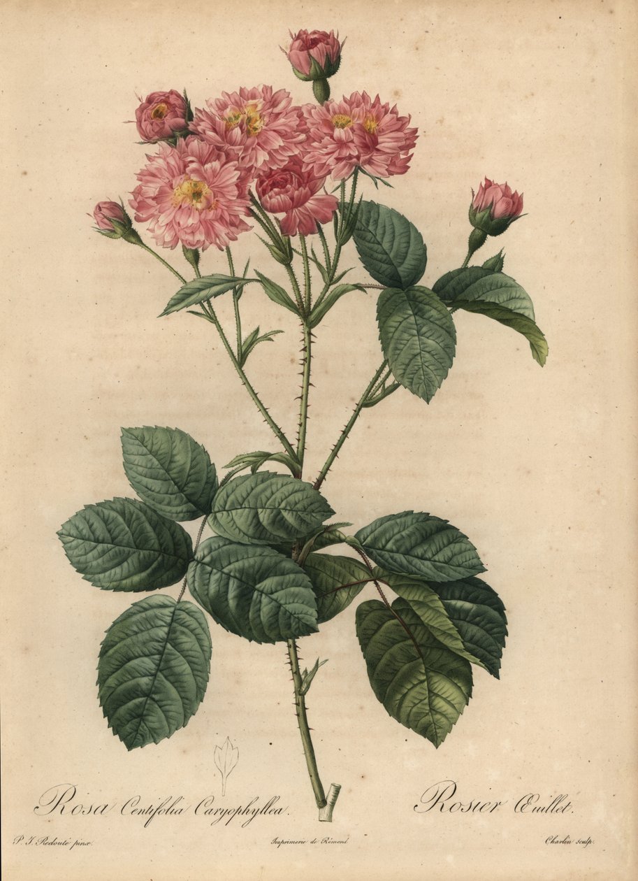 Rosa repollo de pétalos de clavel rosa, Rosa centifolia de Pierre Joseph Redouté