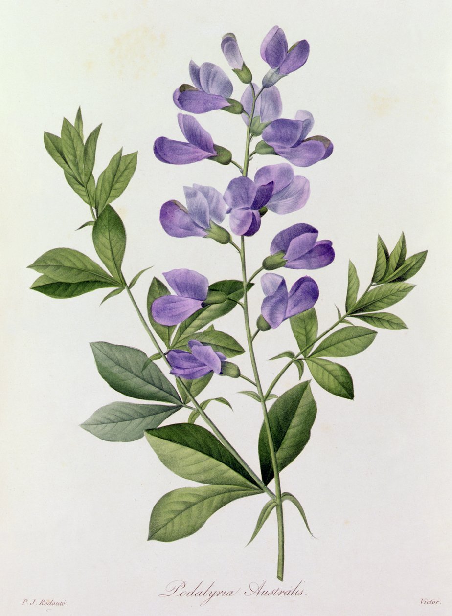 Podalyria australis (grabado en color) de Pierre Joseph Redouté