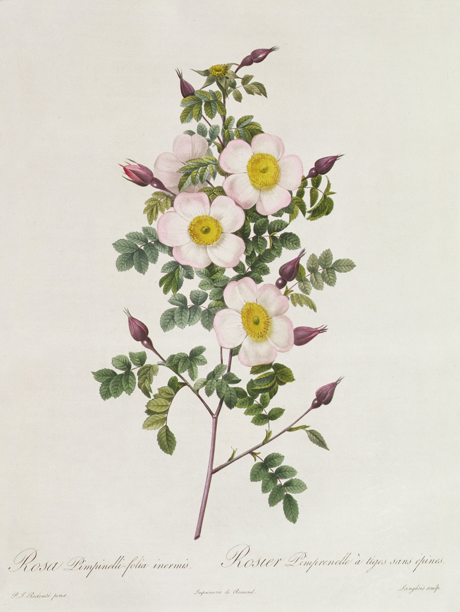 Rosa Pimpinelli-Folia Inermis de Pierre Joseph Redouté