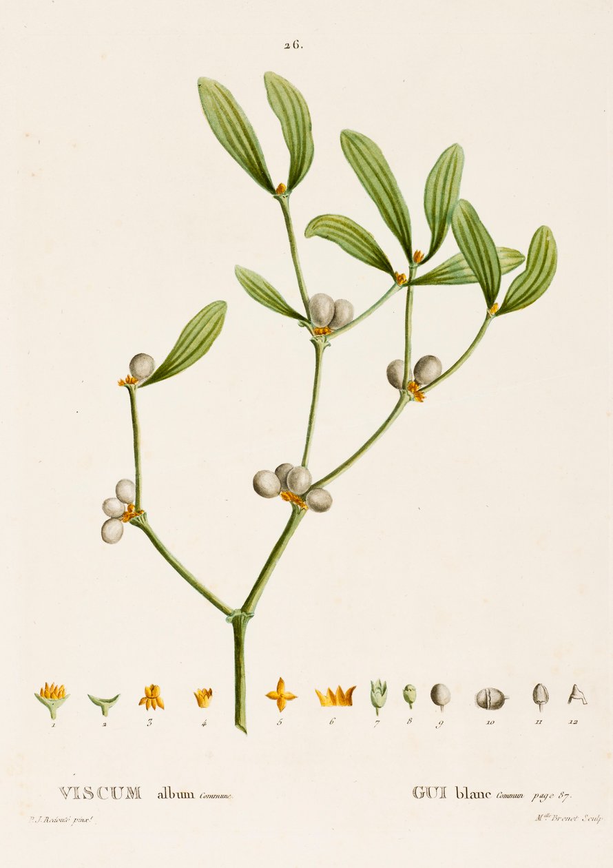 Viscum album L. Muérdago de Pierre Joseph Redouté