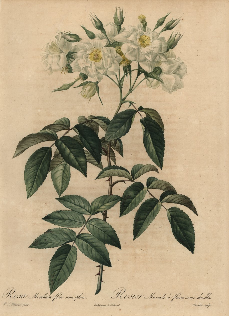 Rosa almizcle blanca, Rosa moschata de Pierre Joseph Redouté
