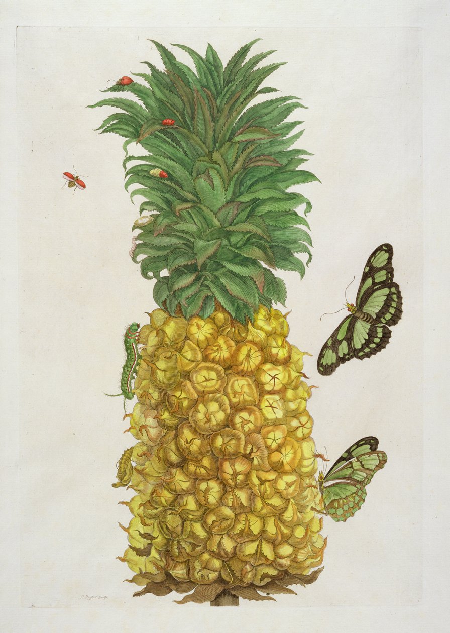 Piña con oruga y mariposas de Pieter Sluiter or Sluyter