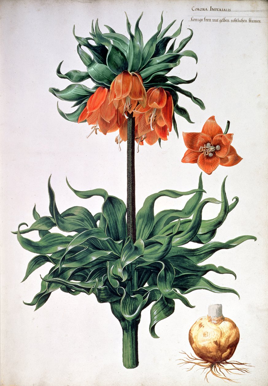 Fritillaria imperialis, c.1630 de Pieter van Kouwenhoorn