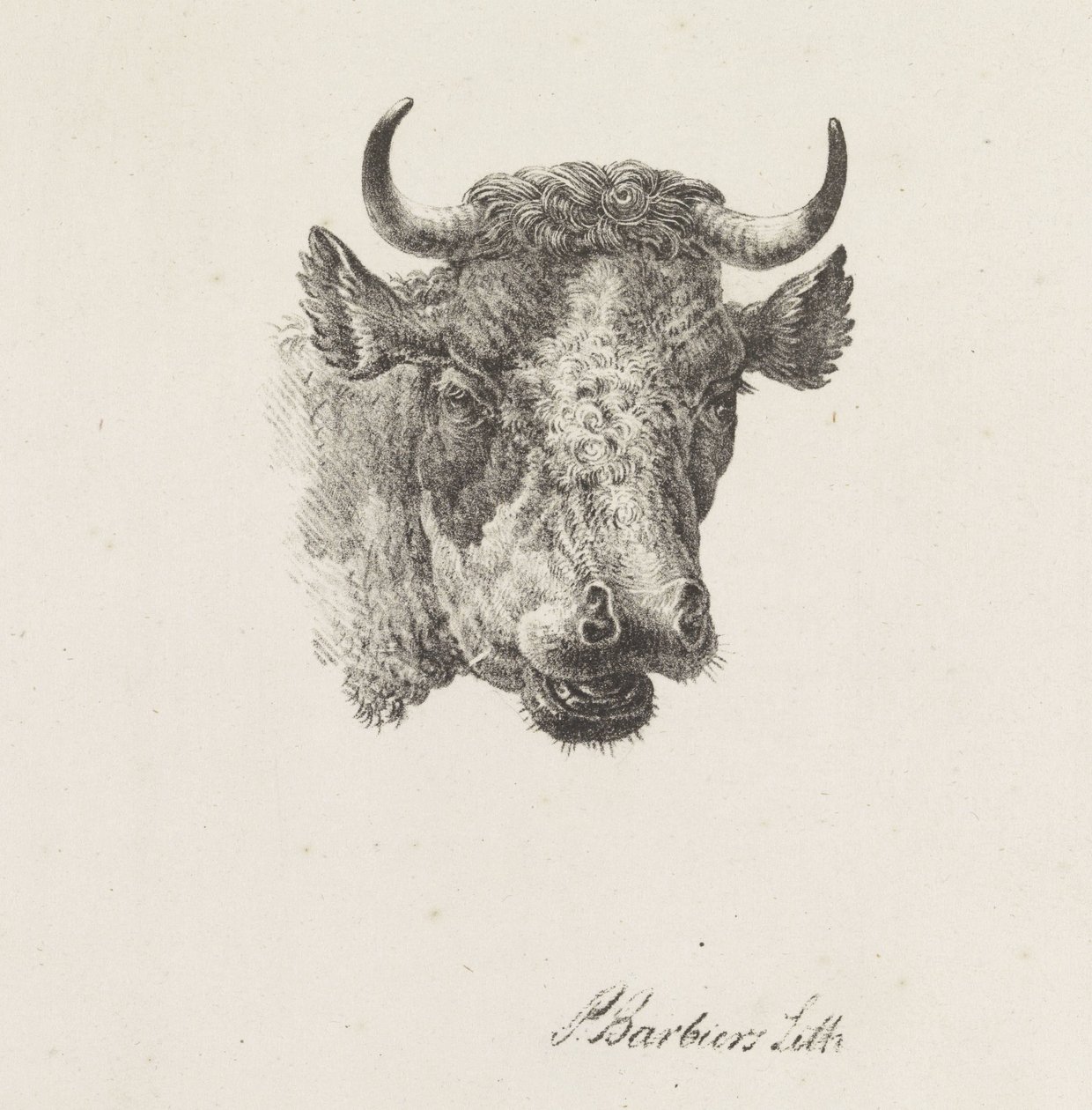 cabeza de toro de Pieter Bartholomeusz. Barbiers
