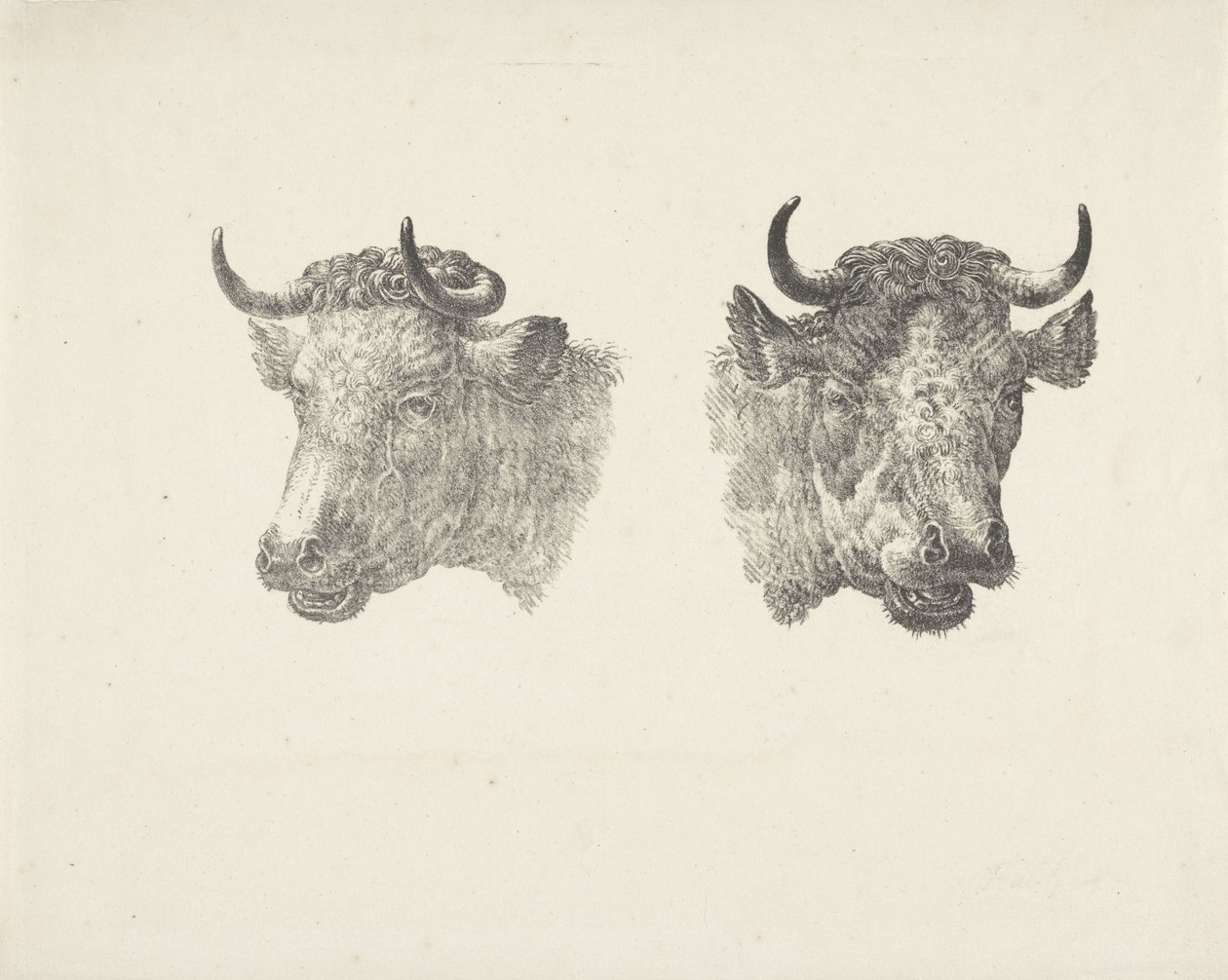 Dos cabezas de toro de Pieter Bartholomeusz. Barbiers