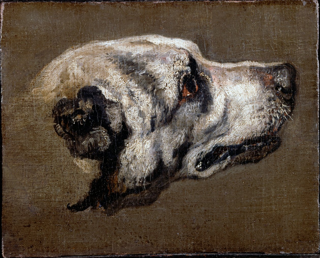 Cabeza de un sabueso de Pieter or Peter Boel
